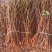 何首乌苗成活率高好管理提供种植技术种植简单全国就近发货