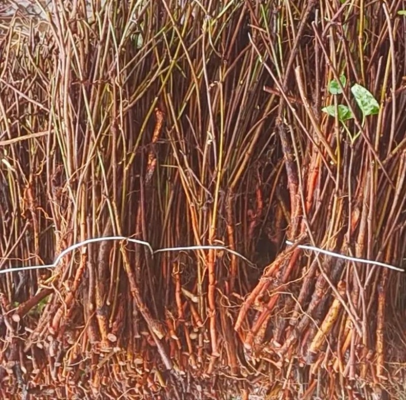 何首乌苗成活率高好管理提供种植技术种植简单全国就近发货