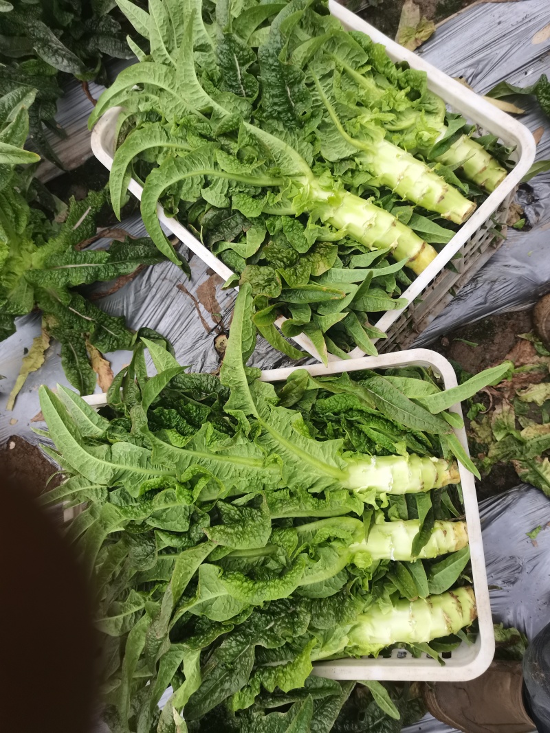 青尖叶莴笋服务宗旨：诚信经营，客户至上！我们本着以质量求