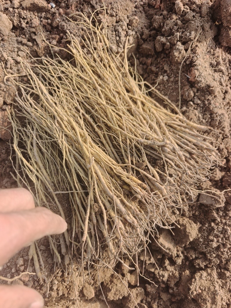 高产防风苗基地直发提供技术指导产地直发量大价优