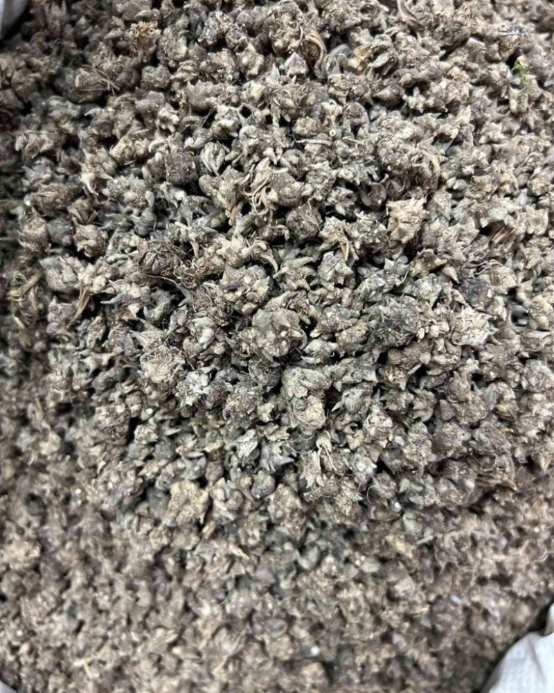 猫爪草精品货源中药材批发猫抓草质量保证欢迎联系