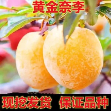 果园直发李子苗新品种黄金奈李树苗嫁接苗包对版包成活率