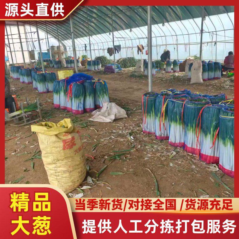 【优选】山东临沂净葱铁杆大葱-产地直发-量大从优-价格低