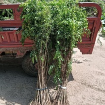 刺槐负责上车技术指导供货量大规格齐全