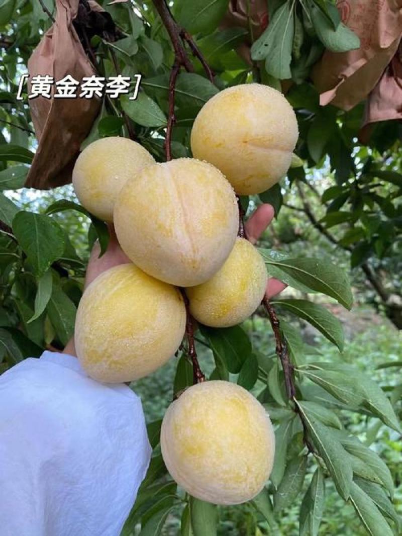 果园直发李子苗新品种黄金奈李树苗嫁接苗包对版包成活率