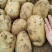 沃土5号土豆品质保证大量现货一手货源欢迎咨询