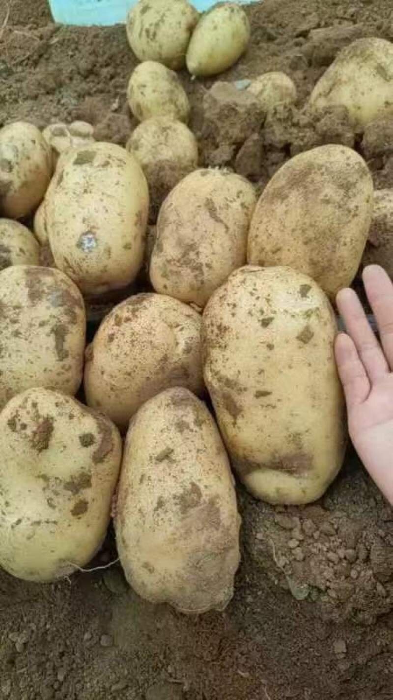 沃土5号土豆品质保证大量现货一手货源欢迎咨询
