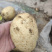 沃土5号土豆品质保证大量现货一手货源欢迎咨询