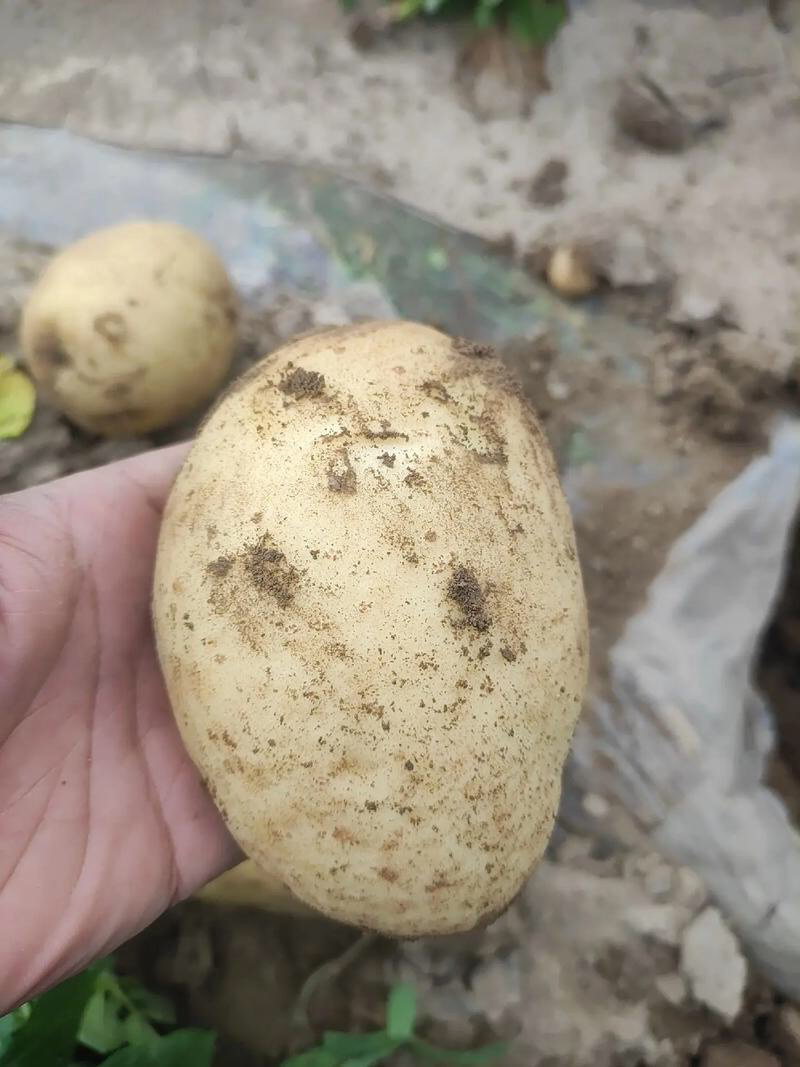 沃土5号土豆品质保证大量现货一手货源欢迎咨询