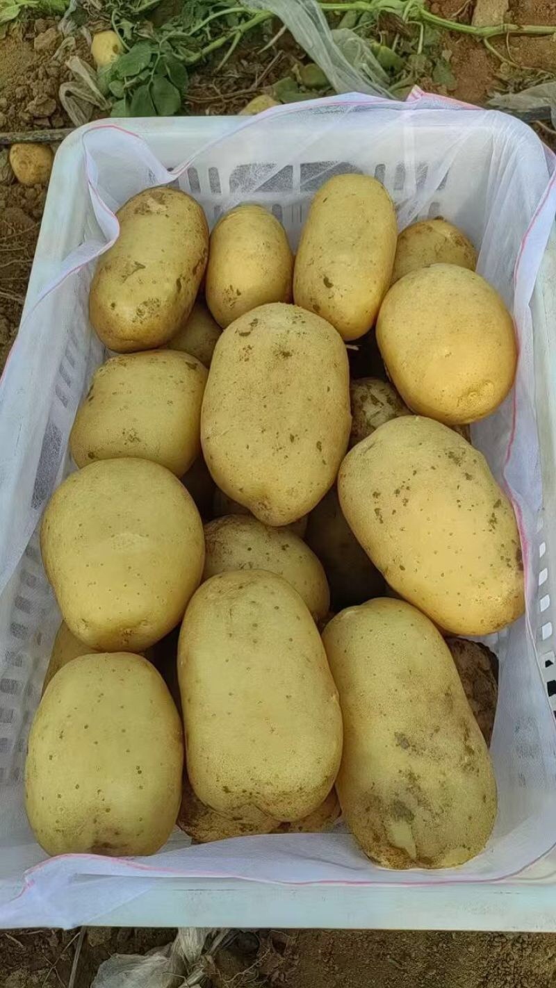 沃土5号土豆品质保证大量现货一手货源欢迎咨询