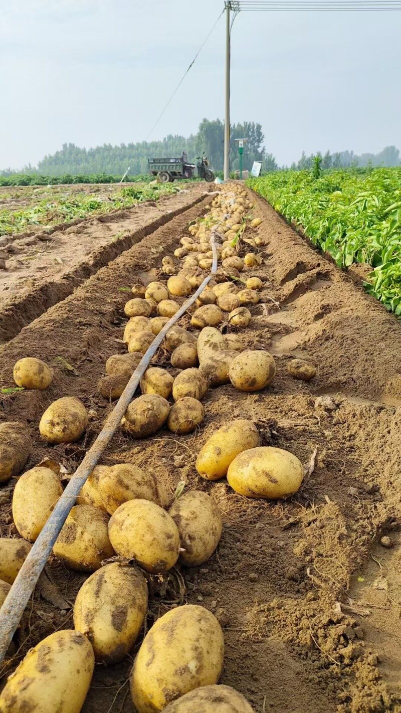 沃土5号土豆品质保证大量现货一手货源欢迎咨询