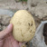 沃土5号土豆品质保证大量现货一手货源欢迎咨询