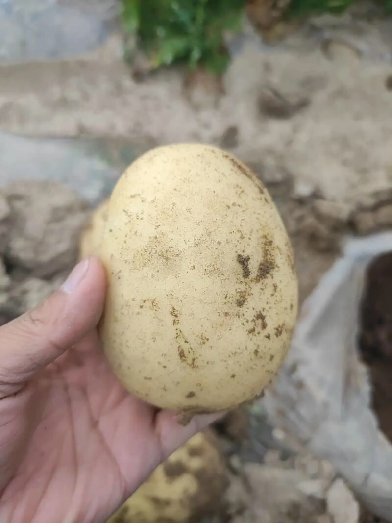 沃土5号土豆品质保证大量现货一手货源欢迎咨询