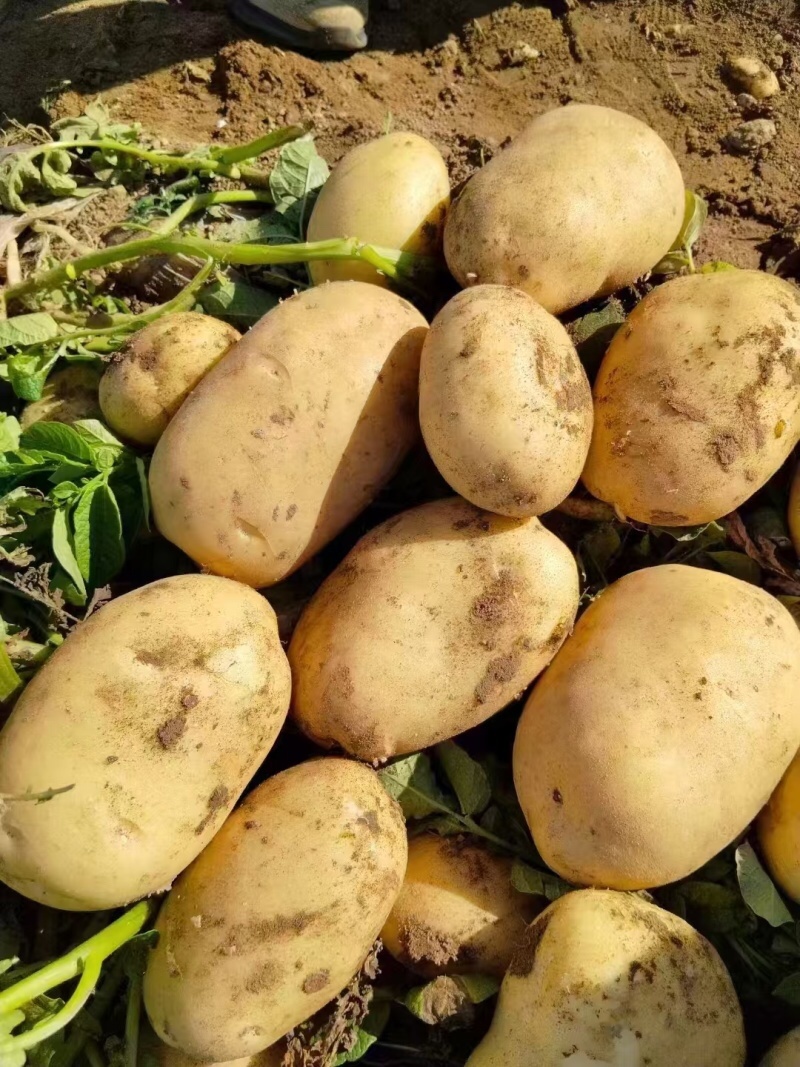 沃土5号土豆品质保证大量现货一手货源欢迎咨询