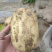 沃土5号土豆品质保证大量现货一手货源欢迎咨询