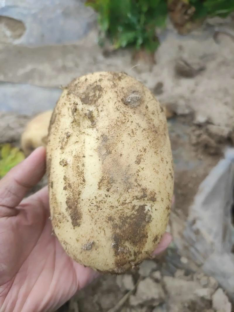 沃土5号土豆品质保证大量现货一手货源欢迎咨询