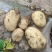 沃土5号土豆品质保证大量现货一手货源欢迎咨询