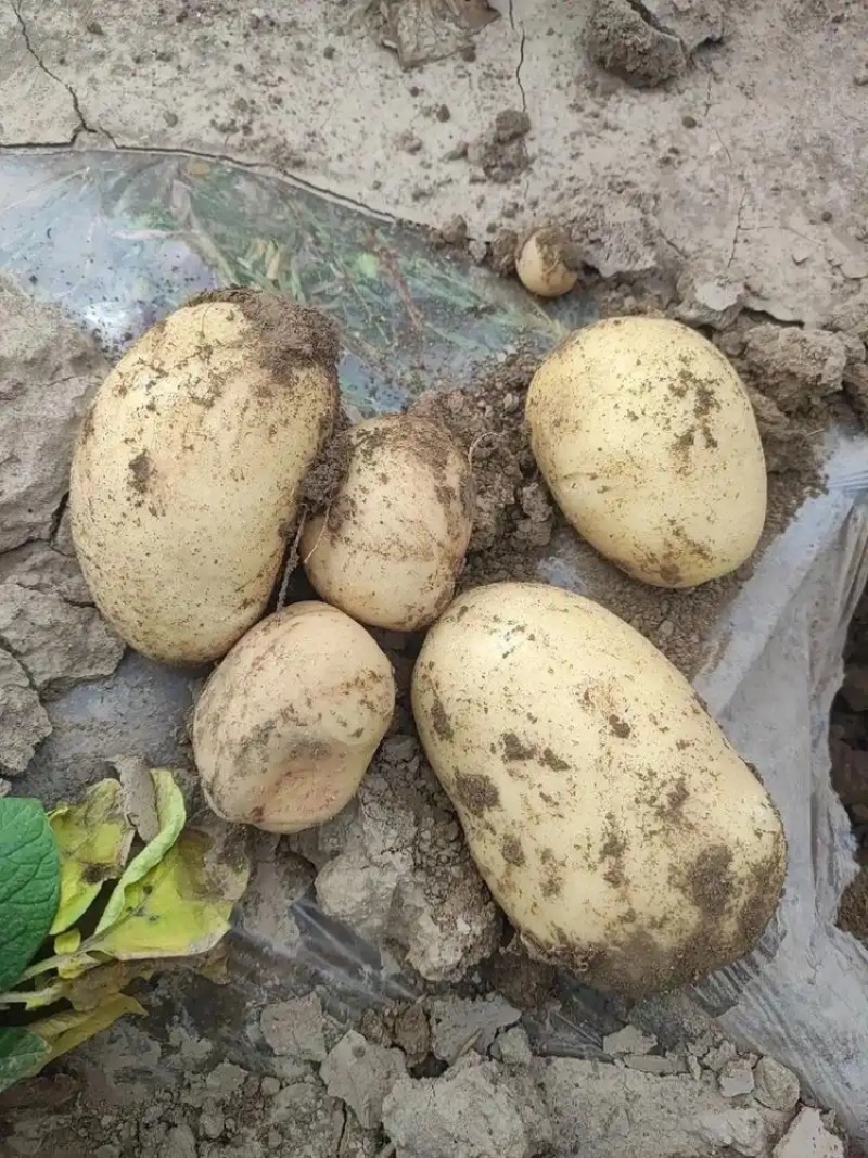 沃土5号土豆品质保证大量现货一手货源欢迎咨询