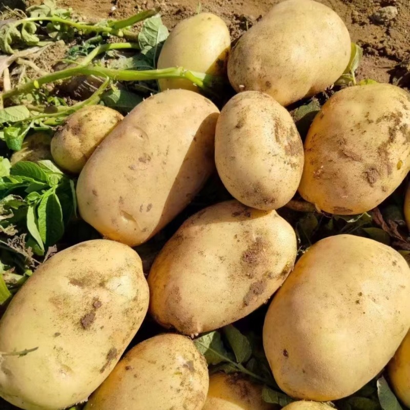 沃土5号土豆品质保证大量现货一手货源欢迎咨询