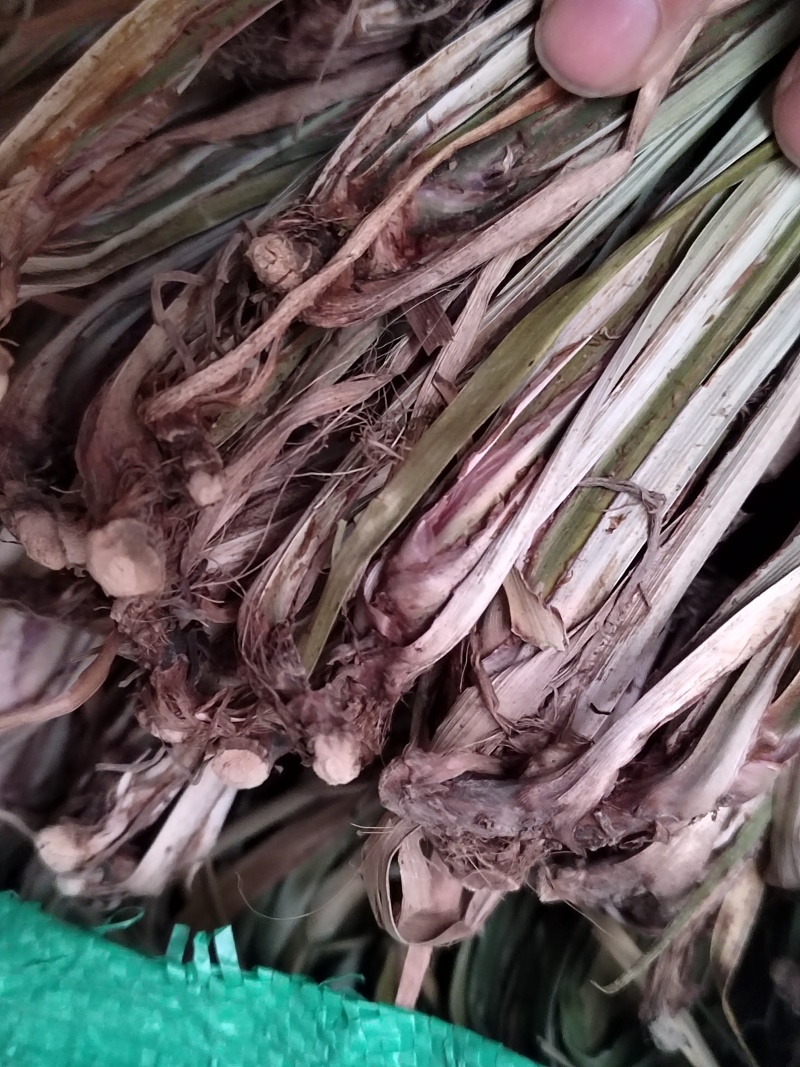 菖蒲苗，石菖蒲苗带根，水洗太阳晒干