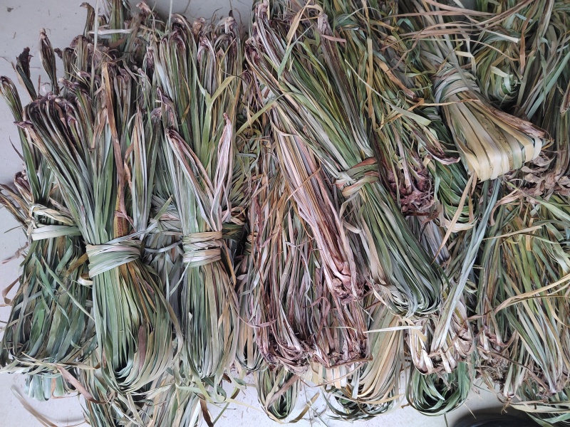 菖蒲苗，石菖蒲苗带根，水洗太阳晒干