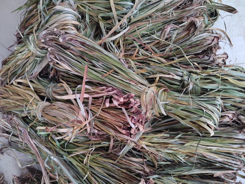 菖蒲苗，石菖蒲苗带根，水洗太阳晒干