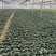 苏州青