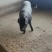 云南德宏黑猪土猪，保质保量，量大从优，可视频看货，欢迎来电
