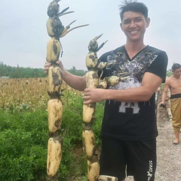 鄂莲六号莲藕一手货源，经营粉藕，新三五，五月早，巨无霸等