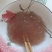 纯藕粉大量供应