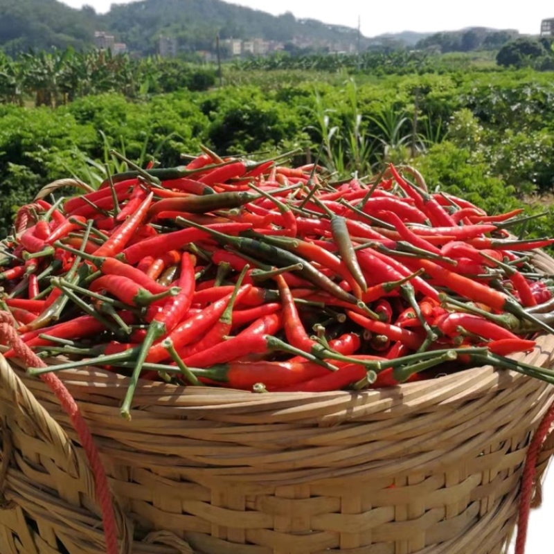 广东现摘超辣指天椒·正宗纯正朝天椒·餐饮蔬菜·有机特辣