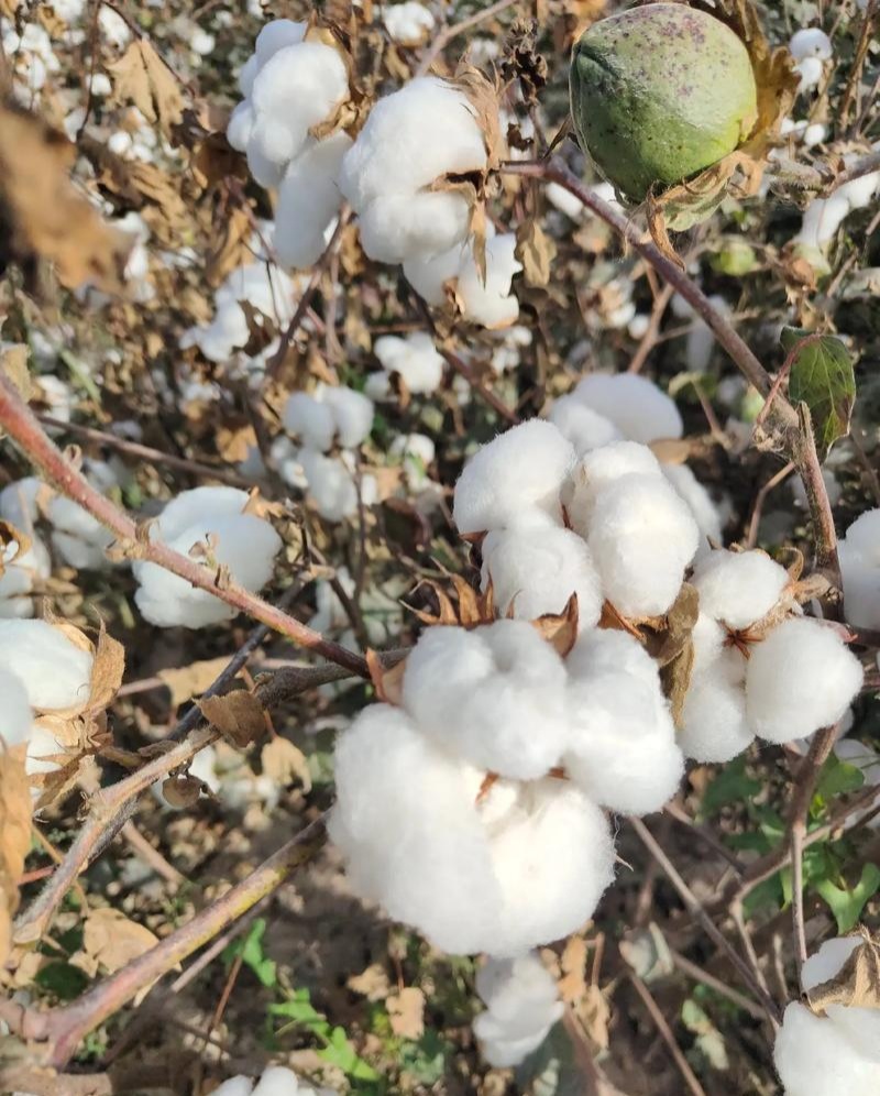 荆棉94国审棉花种子高产大桃耐重茬抗虫棉花种籽春播大田