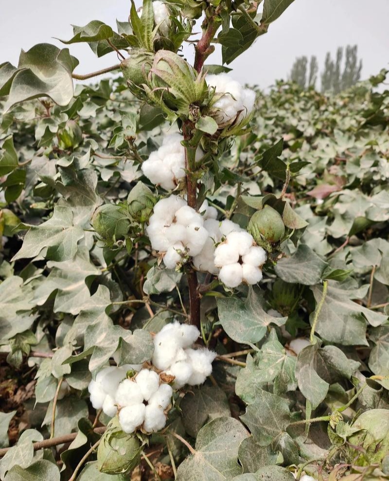荆棉94国审棉花种子高产大桃耐重茬抗虫棉花种籽春播大田