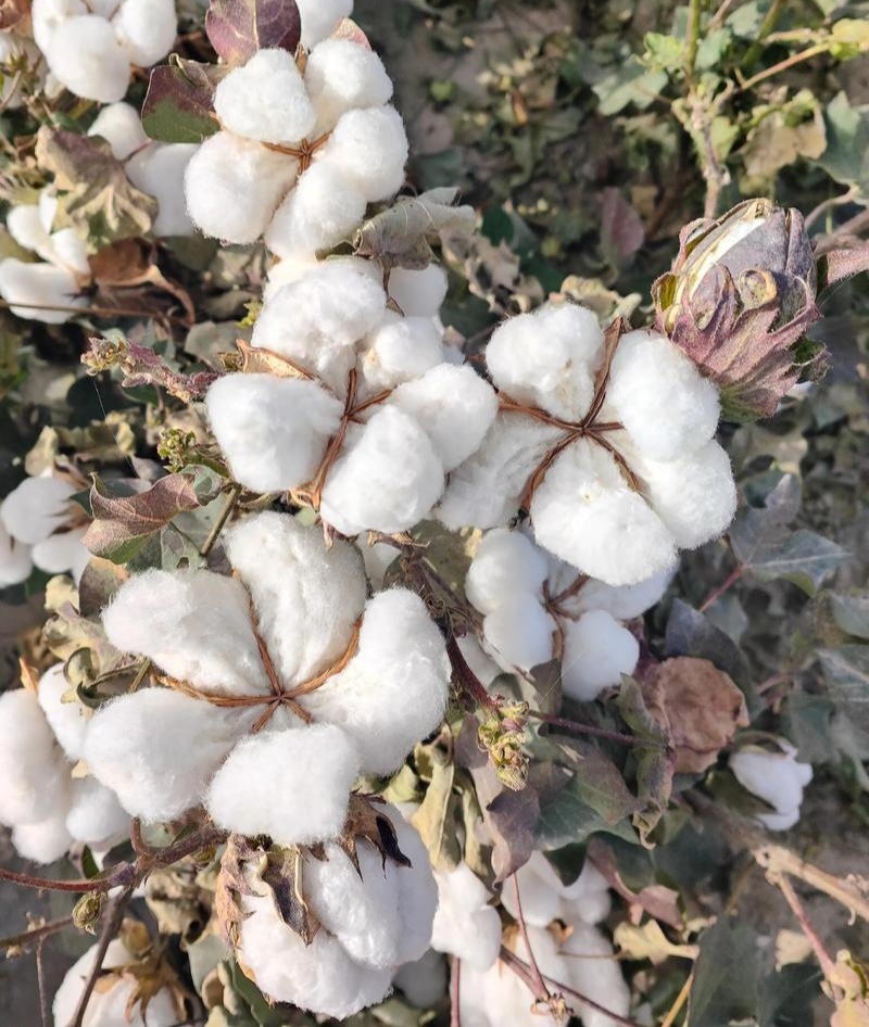 荆棉94国审棉花种子高产大桃耐重茬抗虫棉花种籽春播大田
