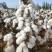 荆棉94国审棉花种子高产大桃耐重茬抗虫棉花种籽春播大田