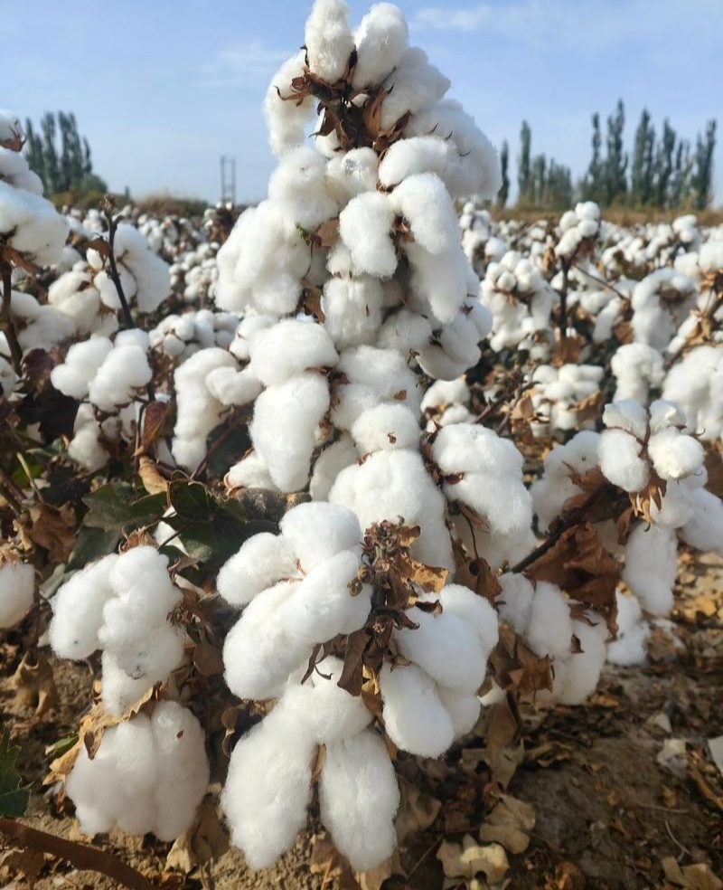 荆棉94国审棉花种子高产大桃耐重茬抗虫棉花种籽春播大田