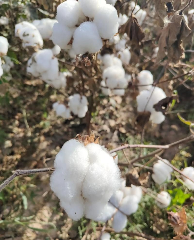 荆棉94国审棉花种子高产大桃耐重茬抗虫棉花种籽春播大田