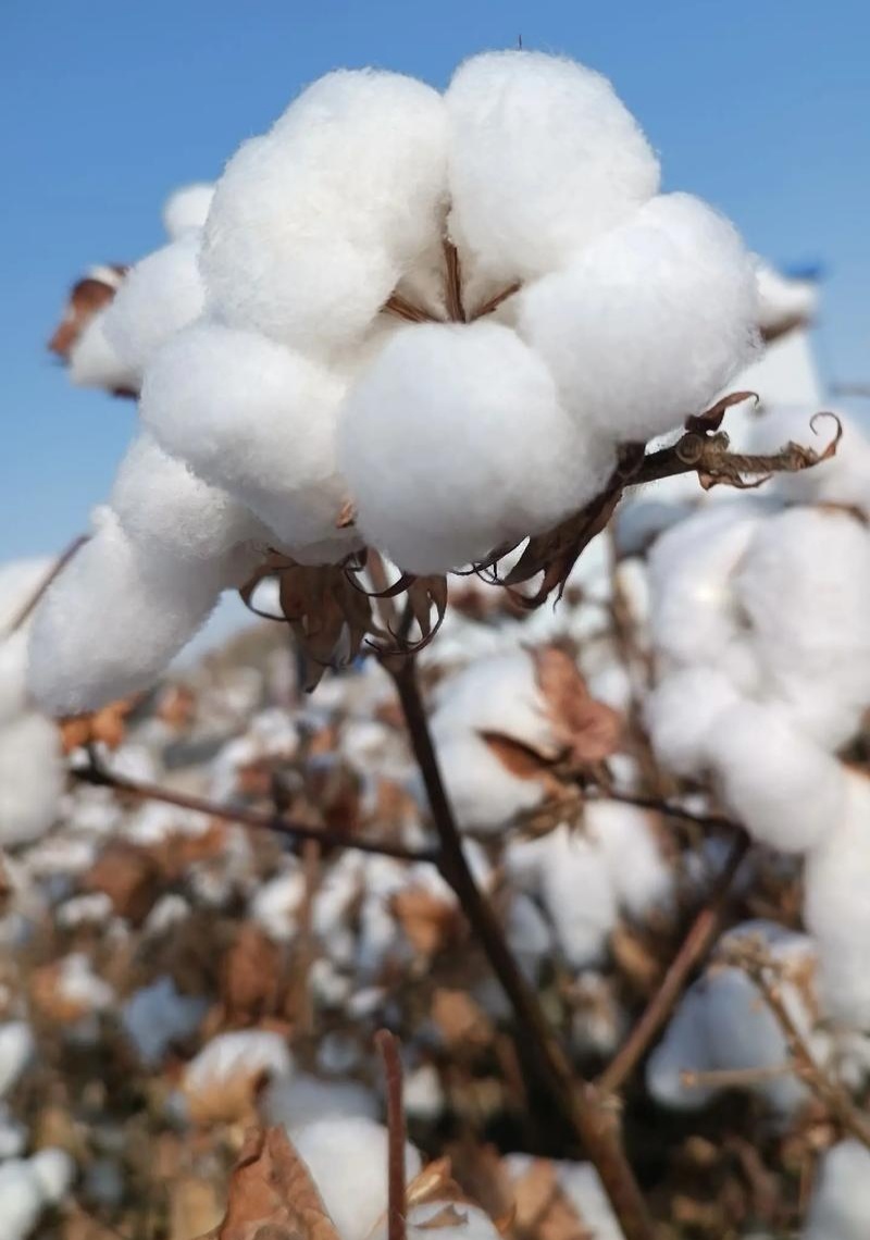 荆棉94国审棉花种子高产大桃耐重茬抗虫棉花种籽春播大田