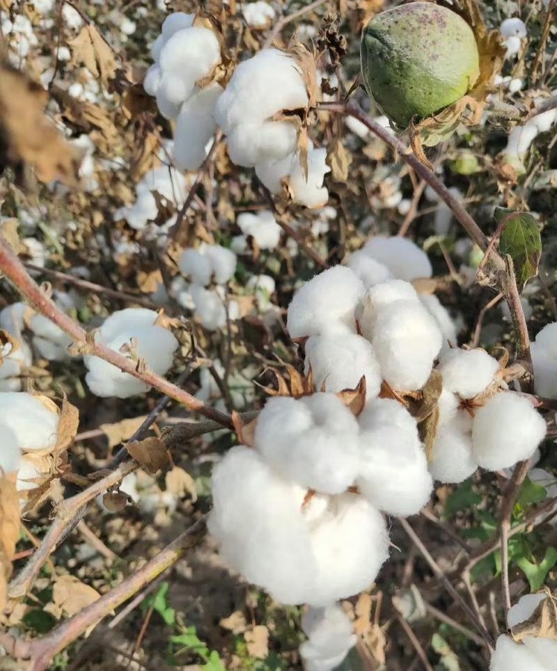 荆棉94国审棉花种子高产大桃耐重茬抗虫棉花种籽春播大田