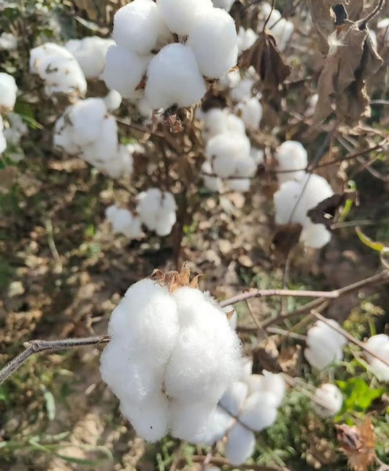 荆棉94国审棉花种子高产大桃耐重茬抗虫棉花种籽春播大田