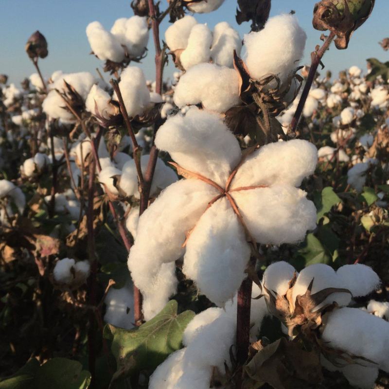 简化棉棉花种子高产抗虫抗病农家大田基地易种植棉花种