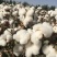 简化棉棉花种子高产抗虫抗病农家大田基地易种植棉花种