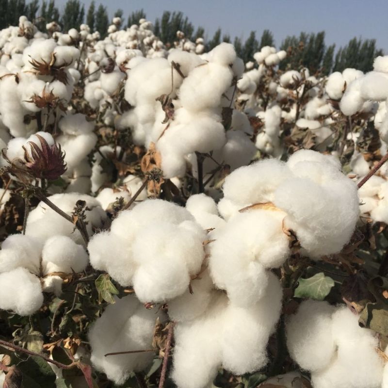 简化棉棉花种子高产抗虫抗病农家大田基地易种植棉花种