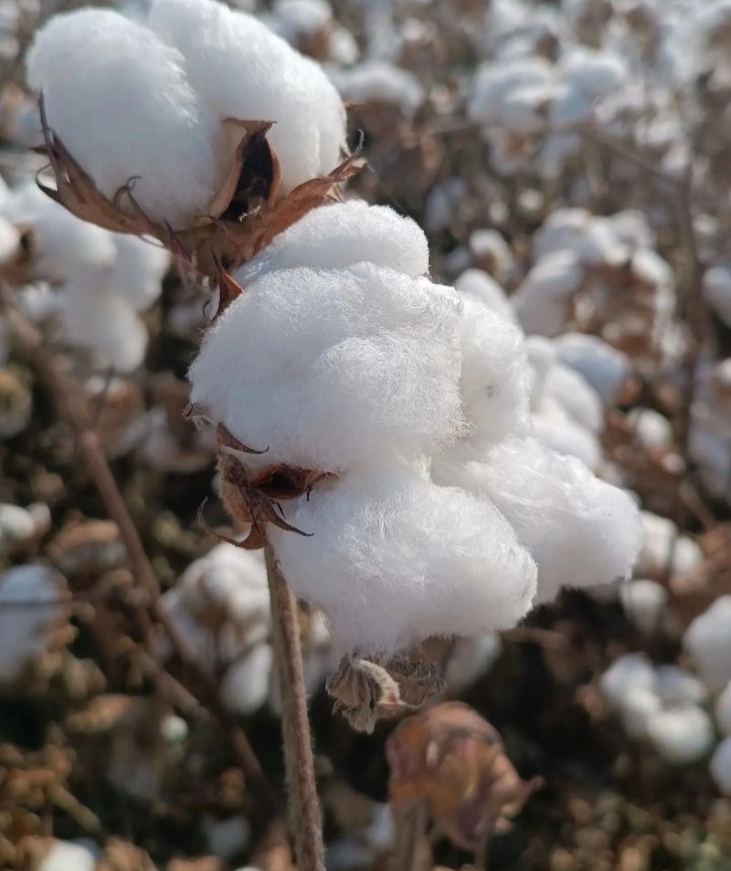 简化棉棉花种子高产抗虫抗病农家大田基地易种植棉花种