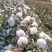 简化棉棉花种子高产抗虫抗病农家大田基地易种植棉花种