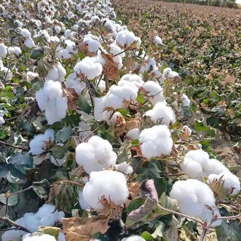 简化棉棉花种子高产抗虫抗病农家大田基地易种植棉花种
