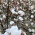 简化棉棉花种子高产抗虫抗病农家大田基地易种植棉花种