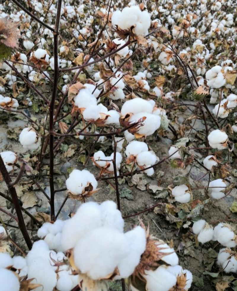 简化棉棉花种子高产抗虫抗病农家大田基地易种植棉花种