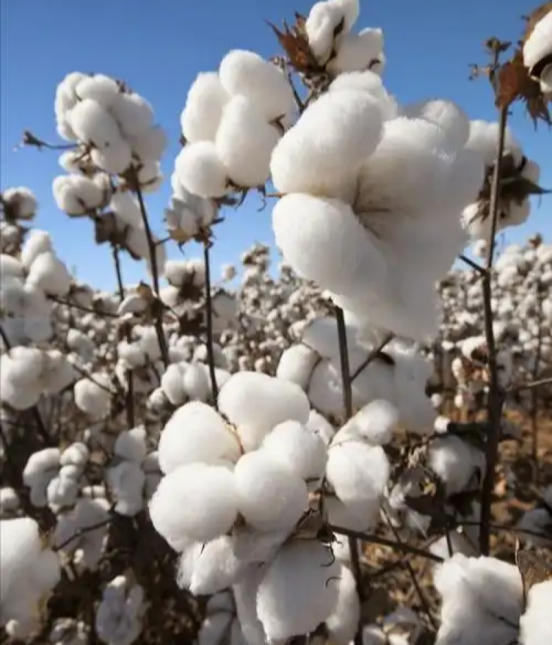 简化棉棉花种子高产抗虫抗病农家大田基地易种植棉花种