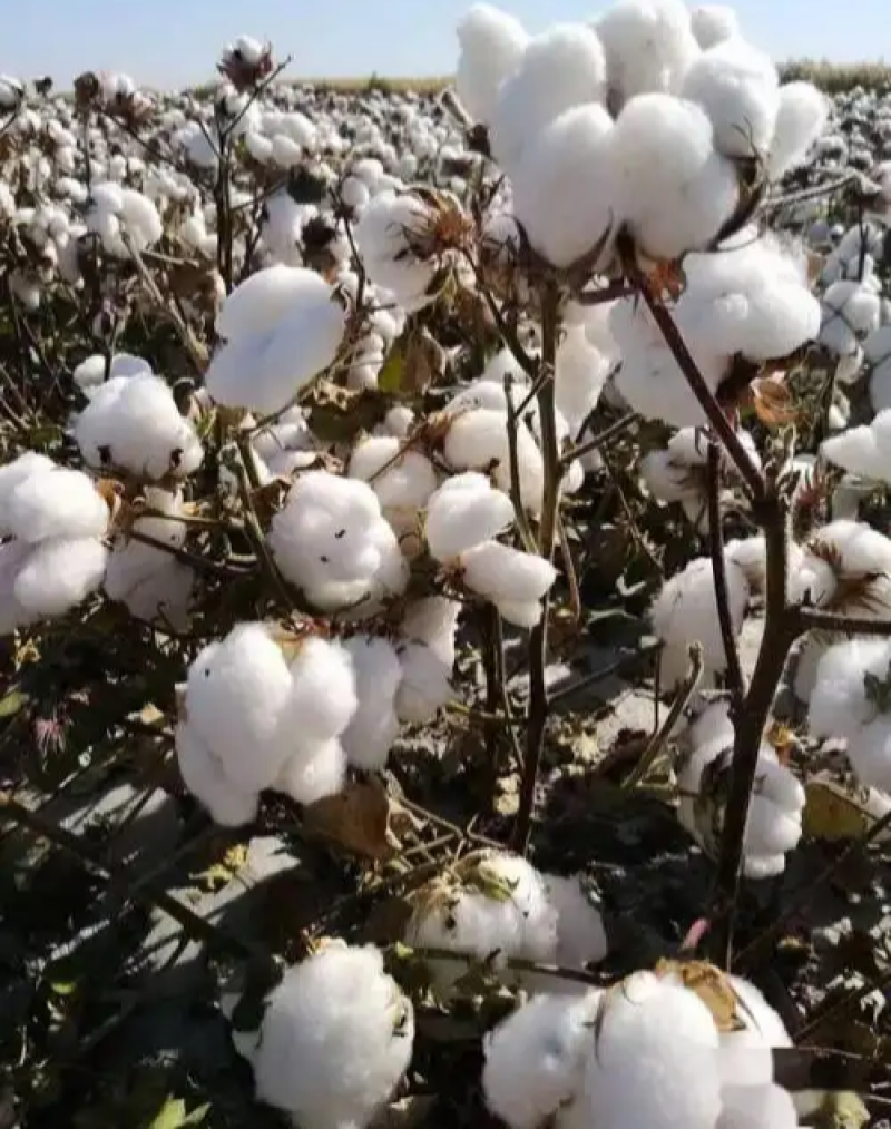 简化棉棉花种子高产抗虫抗病农家大田基地易种植棉花种